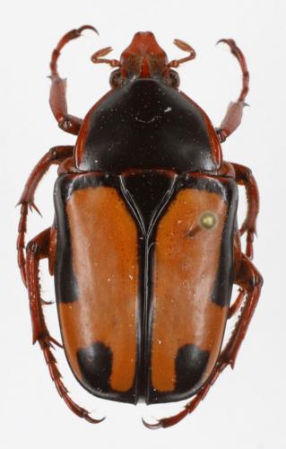 Anisorrhina palliata