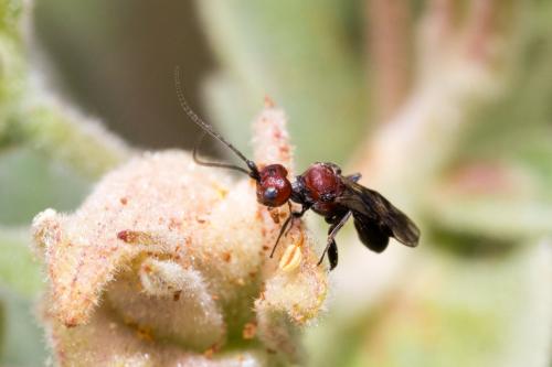 Cheloninae
