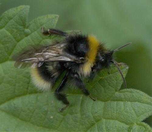 Bombus sp.