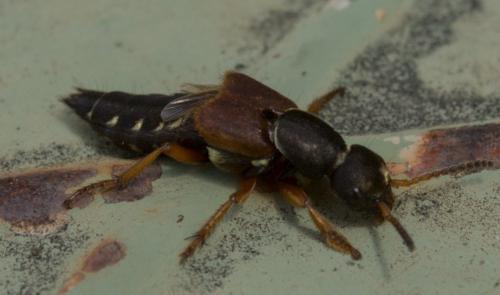 Réf. 260 078 : Staphylinus dimidiaticornis
