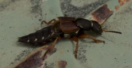 Réf. 260 079 : Staphylinus dimidiaticornis