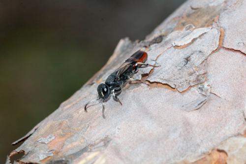 Orussus abietinus