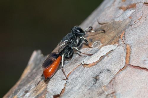 Orussus abietinus