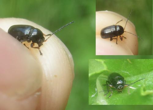 Réf. 260 446 : Cryptocephalus ocellatus