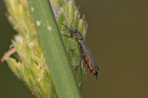 Dolichosoma lineare