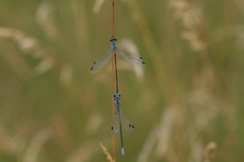 Réf. 260 892 : Lestes macrostigma