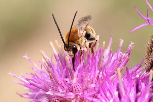 Eucera taurica