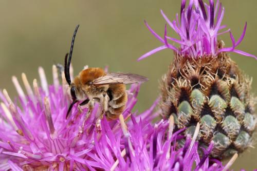 Eucera taurica