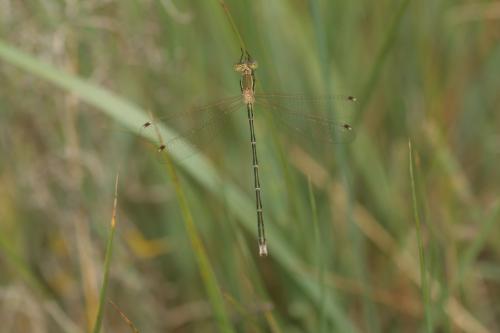 Lestes barbarus