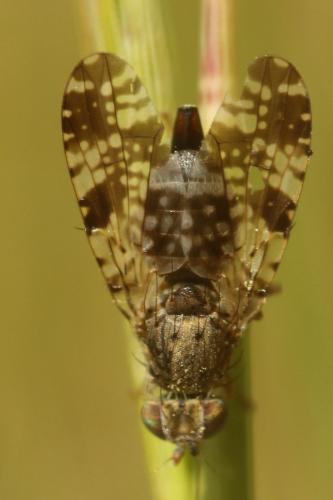 Tephritis vespertina