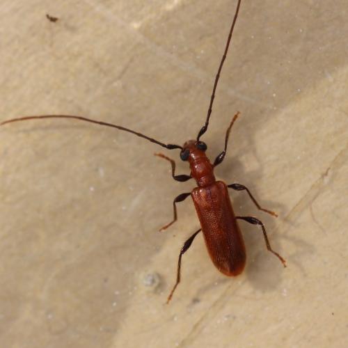 Obrium cantharinum