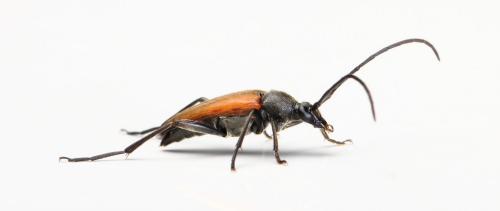 Réf. 260 380 : Lepturinae inconnu
