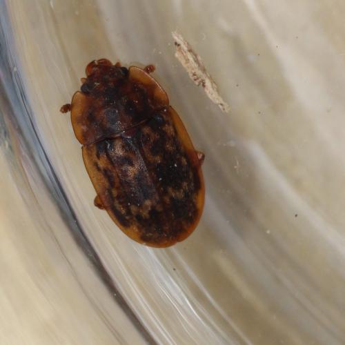 Soronia punctatissima