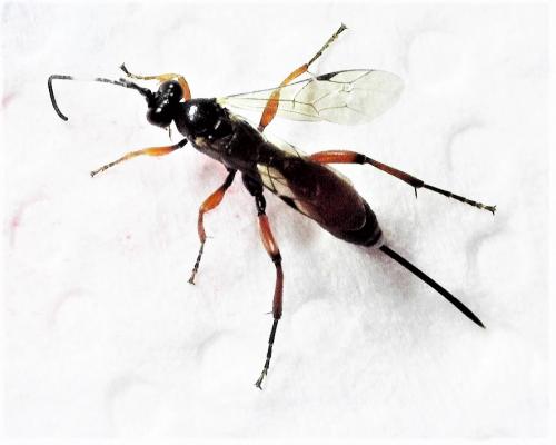 Aritranis sp.