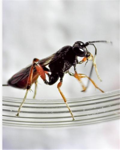 Réf. 260 366 : Aritranis sp.