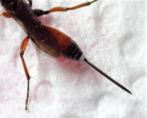 Aritranis sp.