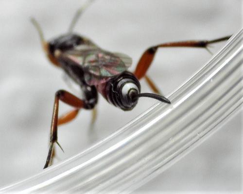 Réf. 260 368 : Aritranis sp.