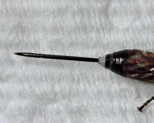 Réf. 260 378 : Aritranis sp.