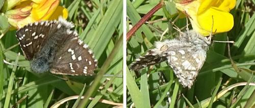 Pyrgus sp.