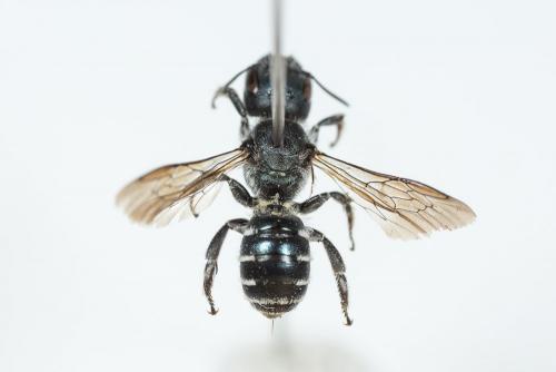 Réf. 260 123 : Osmia cephalotes