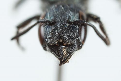 Osmia cephalotes