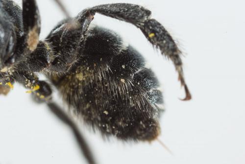 Osmia cephalotes