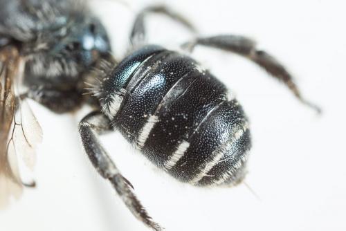 Réf. 260 127 : Osmia cephalotes