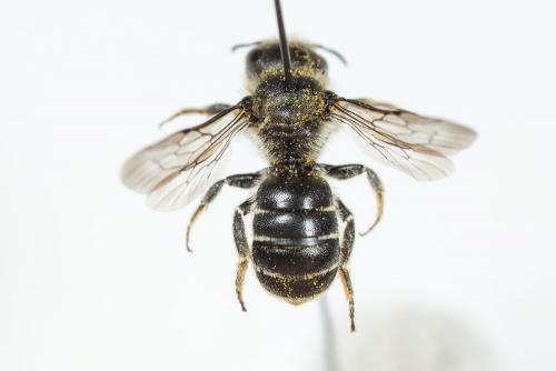 Osmia ligurica