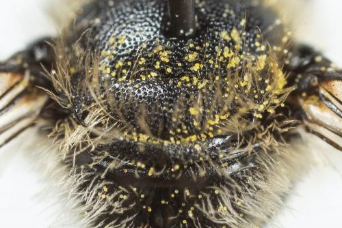 Osmia ligurica