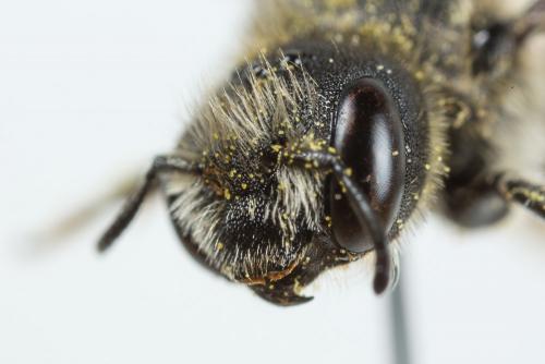 Osmia ligurica