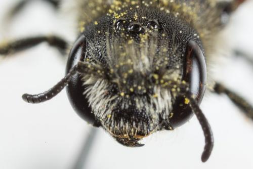 Osmia ligurica