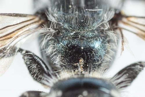 Osmia cephalotes