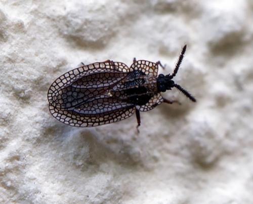 Réf. 260 658 : Kalama tricornis