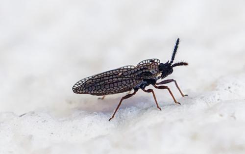 Kalama tricornis