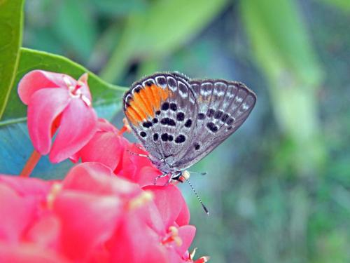 Luthrodes cleotas excellens