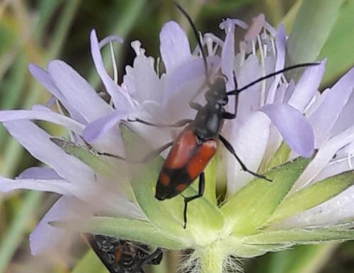 Stenurella bifasciata
