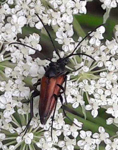 Stenurella sp.