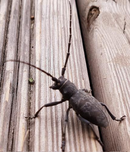 Morimus asper
