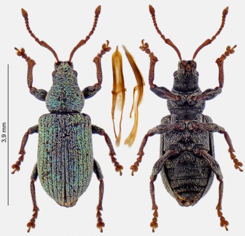 Réf. 260 971 : Phyllobius roboretanus