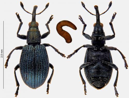 Réf. 260 023 : Ischnopterapion virens