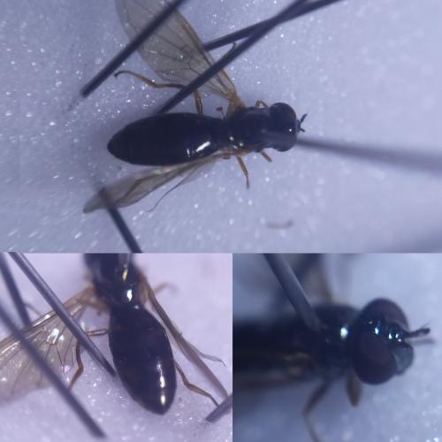Melanostoma mellinum