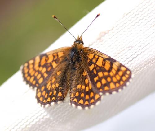 Réf. 260 616 : Melitaea aurelia