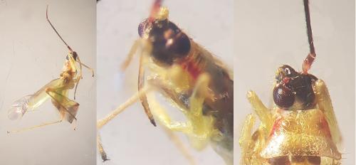 Campyloneura virgula