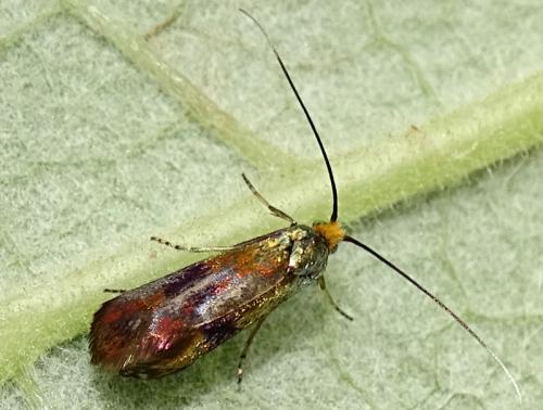 Nemophora fasciella