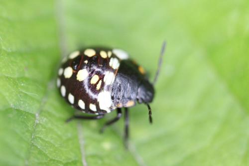 Nezara viridula