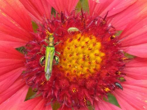 Oedemera nobilis