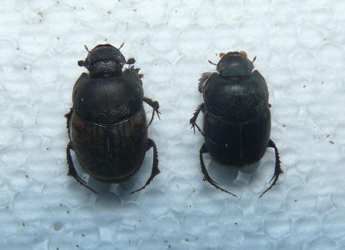 Réf. 260 412 : Onthophagus fracticornis