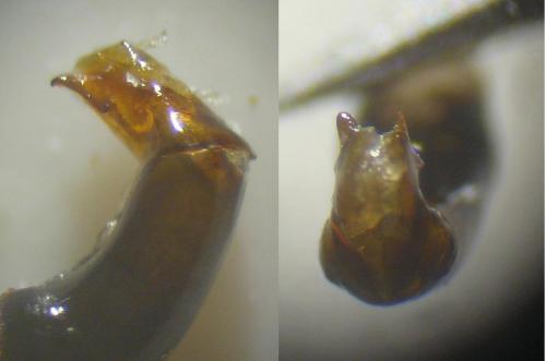 Réf. 260 408 : Onthophagus fracticornis