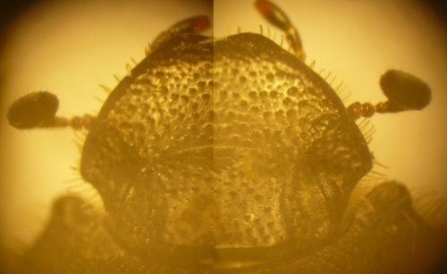 Réf. 260 410 : Onthophagus fracticornis