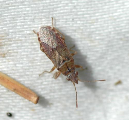 Réf. 260 395 : Orsillus depressus